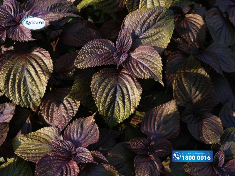 Tạo môi trường kiềm bằng lá tía tô để sinh con trai